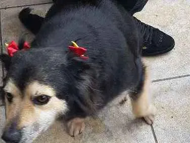Cachorro ra a Bothercolie misturado idade 6 ou mais anos nome Tiquinha
