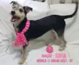 Sofia