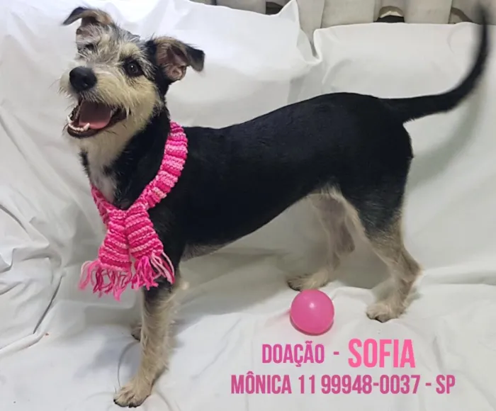 Cachorro ra a Srd ( estopinha ) idade 7 a 11 meses nome Sofia