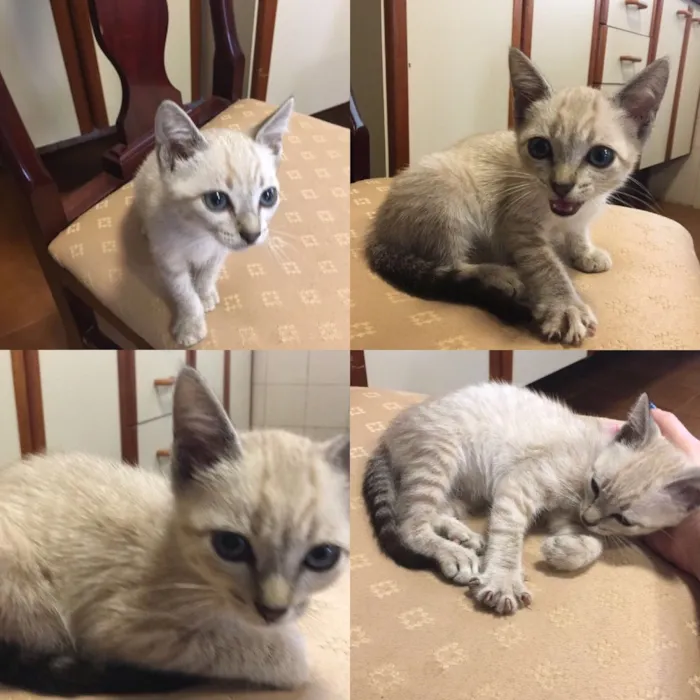 Gato ra a  idade 2 a 6 meses nome Snow