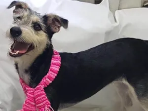 Cachorro raça Srd ( estopinha ) idade 7 a 11 meses nome Sofia
