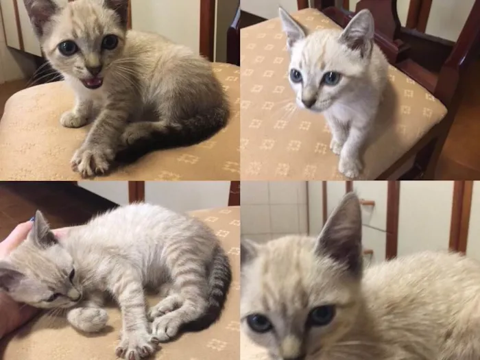 Gato ra a  idade 2 a 6 meses nome Snow