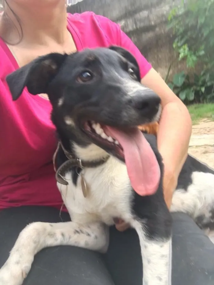 Cachorro ra a SRD idade  nome Biel