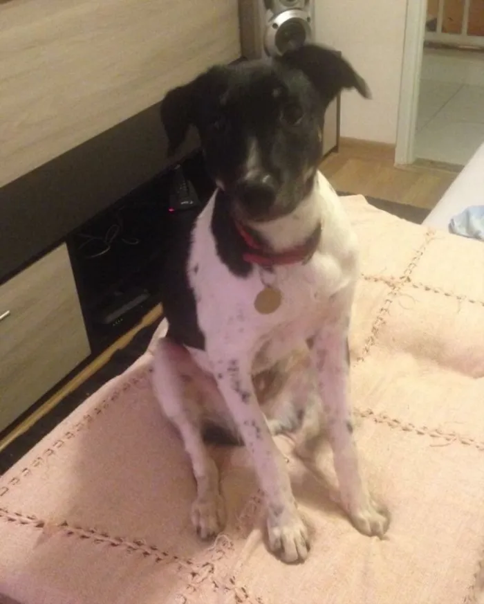 Cachorro ra a SRD idade  nome Biel