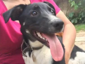 Cachorro raça SRD idade  nome Biel