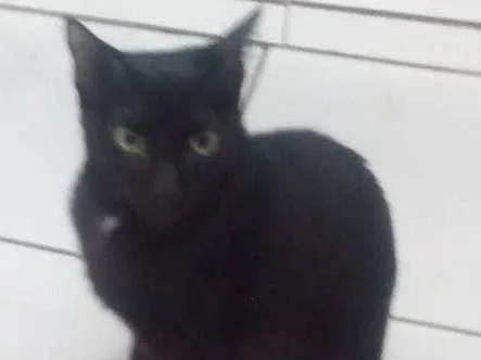 Gato ra a Nda idade 7 a 11 meses nome Neo