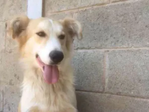 Cachorro raça SRD idade 4 anos nome BILLY