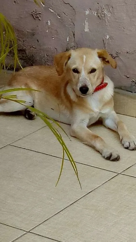Cachorro ra a Vira lata idade 1 ano nome Indefinido