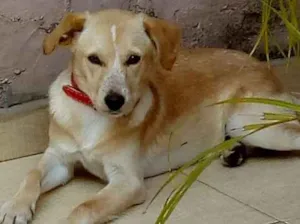 Cachorro raça Vira lata idade 1 ano nome Indefinido