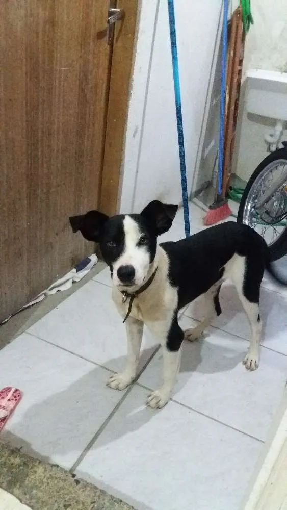 Cachorro ra a Não sei  idade 7 a 11 meses nome Marley