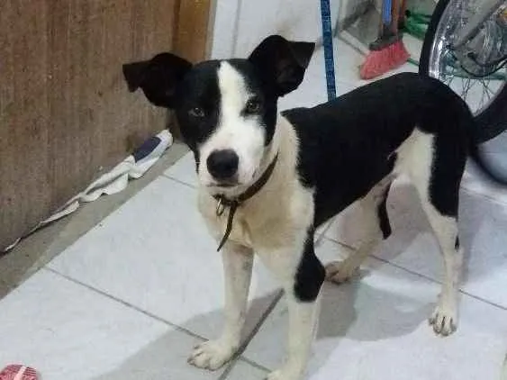 Cachorro ra a Não sei  idade 7 a 11 meses nome Marley