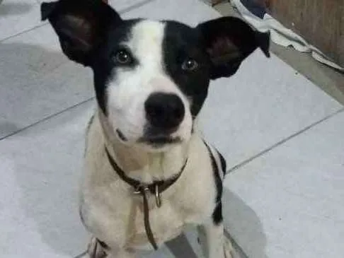 Cachorro ra a Não sei  idade 7 a 11 meses nome Marley