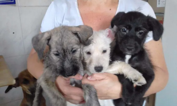 Cachorro ra a indefinida idade 2 a 6 meses nome Filhotes