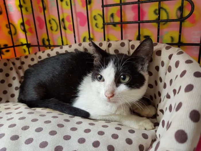 Gato ra a  idade 2 a 6 meses nome Melissa