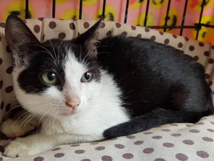 Gato ra a  idade 2 a 6 meses nome Melissa