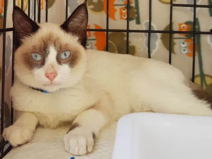 Gato ra a  idade 2 a 6 meses nome Cappuccino