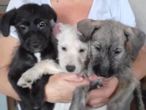 Cachorro raça indefinida idade 2 a 6 meses nome Filhotes