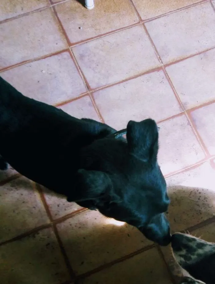 Cachorro ra a Labrador com vira lata  idade 1 ano nome Mike 