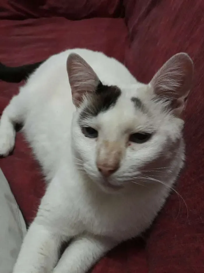 Gato ra a Srd idade 6 ou mais anos nome Doug