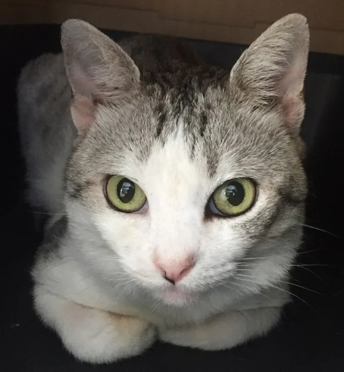 Gato raça SRD idade 2 anos nome Bóris