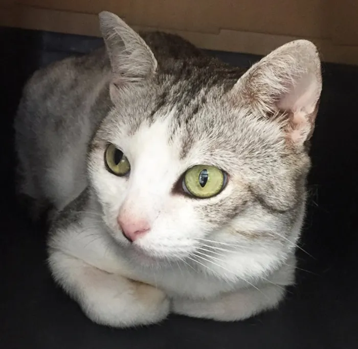 Gato raça SRD idade 2 anos nome Bóris