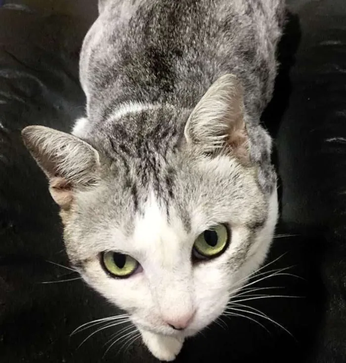 Gato raça SRD idade 2 anos nome Bóris