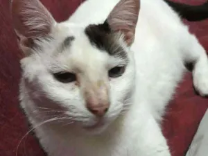 Gato raça Srd idade 6 ou mais anos nome Doug