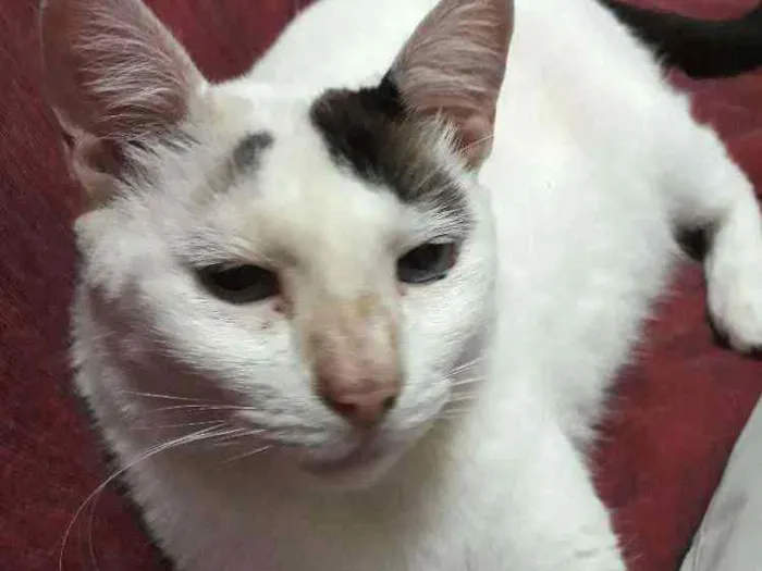 Gato ra a Srd idade 6 ou mais anos nome Doug
