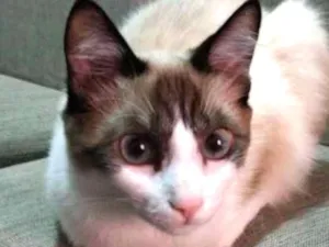 Gato raça Vira Lata idade 2 a 6 meses nome Ghost