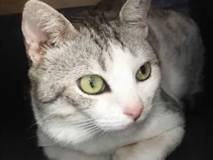 Gato raça SRD idade 2 anos nome Bóris