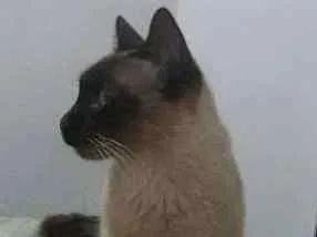 Gato raça Siamês idade 1 ano nome Sofia