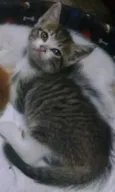 BIDUzinho