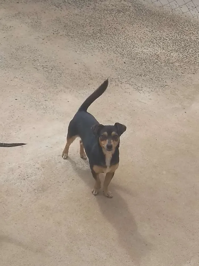 Cachorro raça Srd idade 1 ano nome Minie