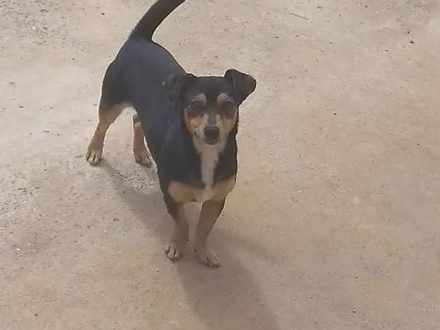 Cachorro raça Srd idade 1 ano nome Minie
