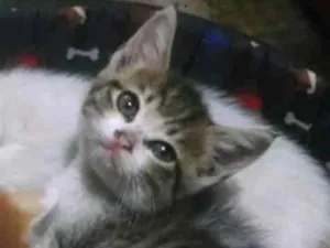 Gato raça SRD idade 2 a 6 meses nome BIDUzinho