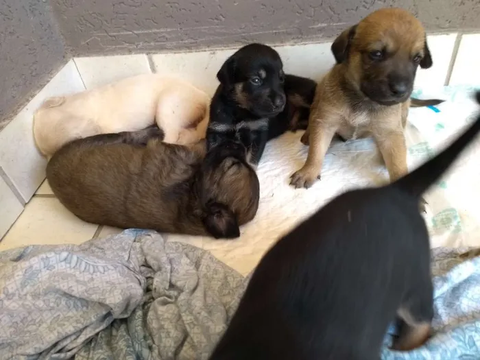Cachorro ra a vira-latas idade Abaixo de 2 meses nome sem nome