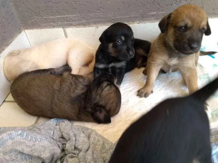 Cachorro ra a vira-latas idade Abaixo de 2 meses nome sem nome