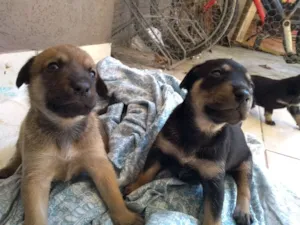 Cachorro raça vira-latas idade Abaixo de 2 meses nome sem nome