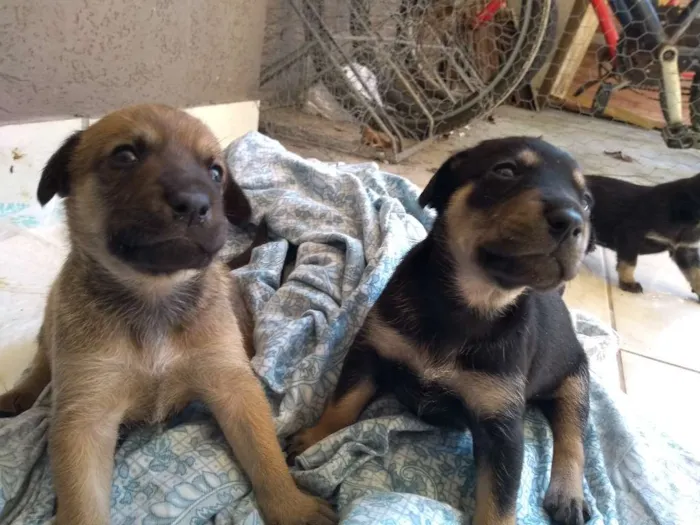 Cachorro ra a vira-latas idade Abaixo de 2 meses nome sem nome