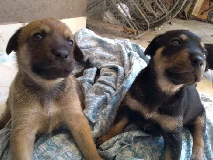 Cachorro ra a vira-latas idade Abaixo de 2 meses nome sem nome