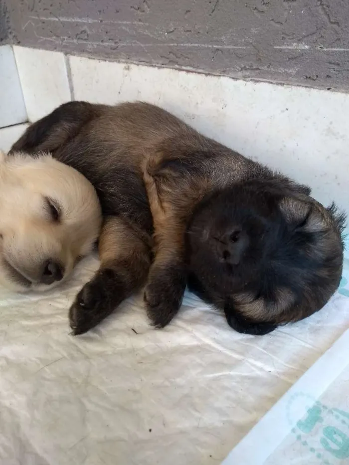 Cachorro ra a vira-latas idade Abaixo de 2 meses nome sem nome