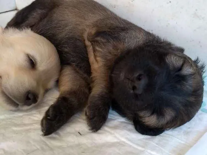 Cachorro ra a vira-latas idade Abaixo de 2 meses nome sem nome