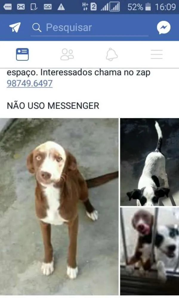 Cachorro ra a Vira lata idade 2 a 6 meses nome Luna e Zoe