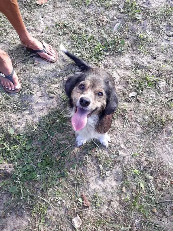 Cachorro ra a SRD idade 2 anos nome TAMPINHA