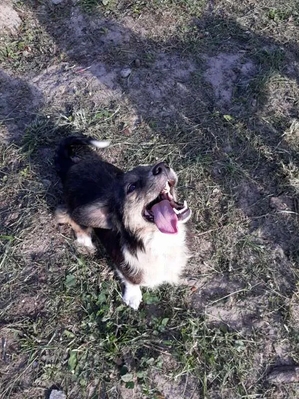 Cachorro ra a SRD idade 2 anos nome TAMPINHA
