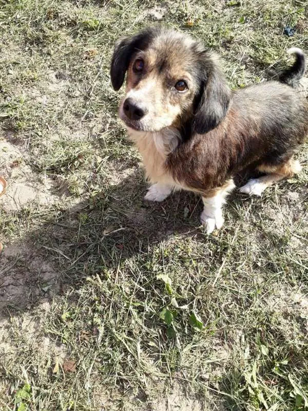 Cachorro ra a SRD idade 2 anos nome TAMPINHA
