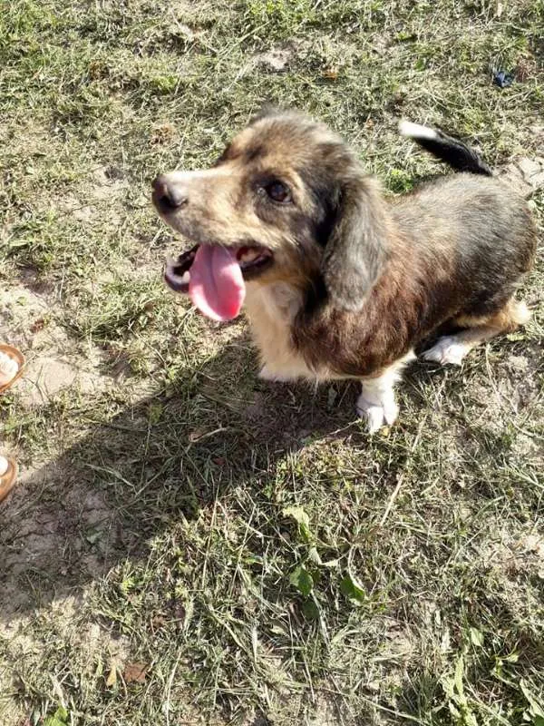 Cachorro ra a SRD idade 2 anos nome TAMPINHA