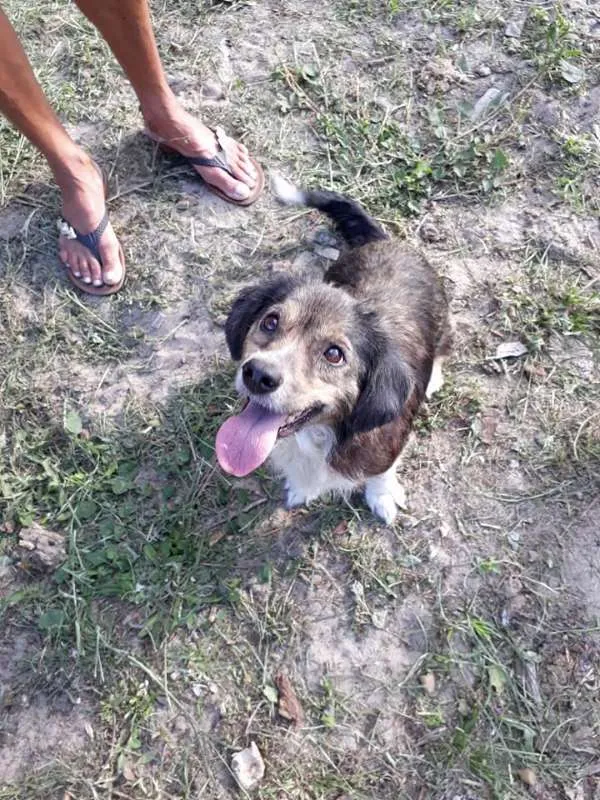 Cachorro ra a SRD idade 2 anos nome TAMPINHA