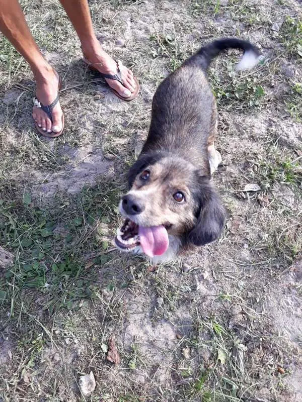 Cachorro ra a SRD idade 2 anos nome TAMPINHA