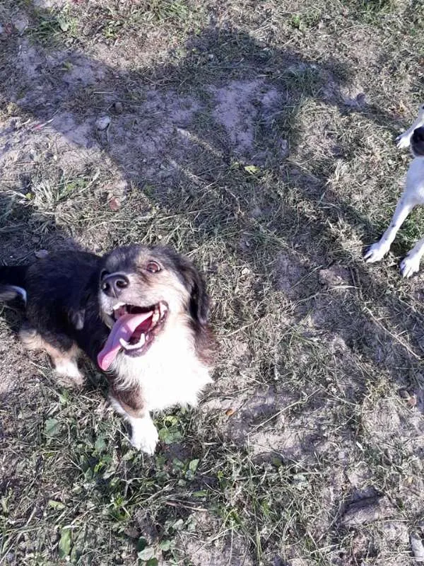 Cachorro ra a SRD idade 2 anos nome TAMPINHA